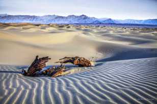 Mesquite Dunes-9894